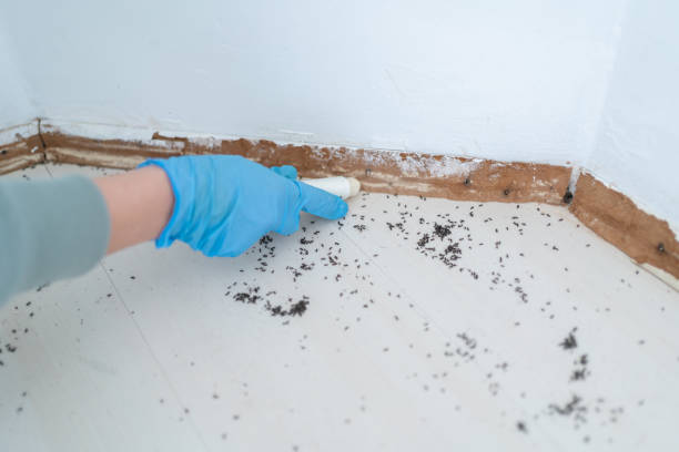 Best Residential Pest Control  in South Whitley, IN